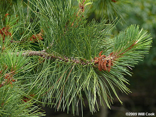 Pitch Pine (Pinus rigida)