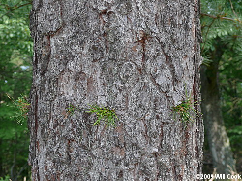 Pitch Pine (Pinus rigida)