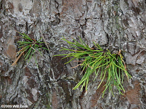 Pitch Pine (Pinus rigida)