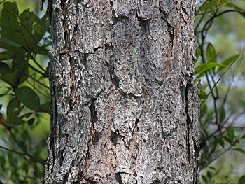 Pond Pine (Pinus serotina) bark