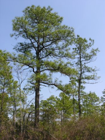 Pond Pine (Pinus serotina) tree