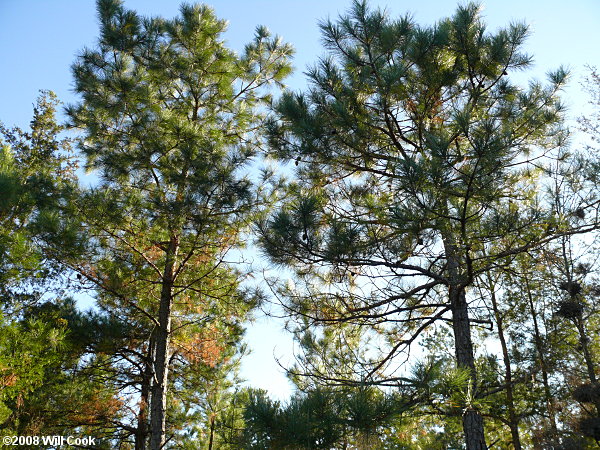 Loblolly Pine (Pinus taeda) and Pond Pine (Pinus serotina)