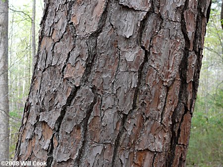 Loblolly Pine (Pinus taeda) bark