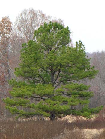 Loblolly Pine (Pinus taeda) tree