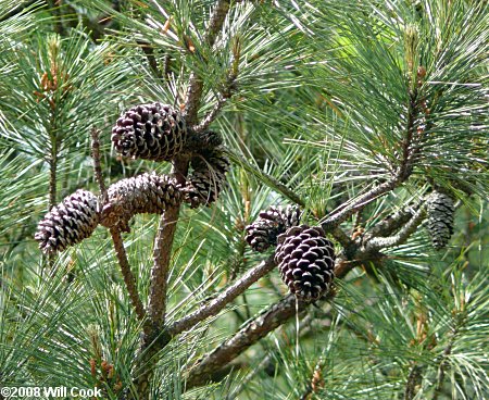 Loblolly Pine (Pinus taeda) cones