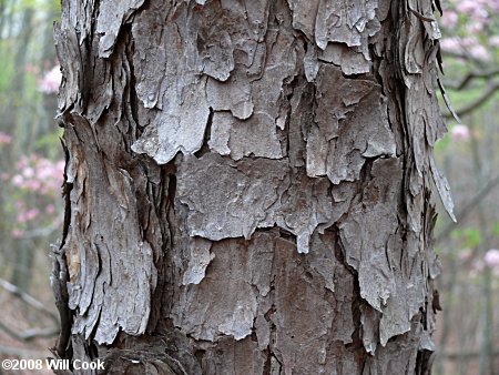Virginia Pine (Pinus virginiana) bark