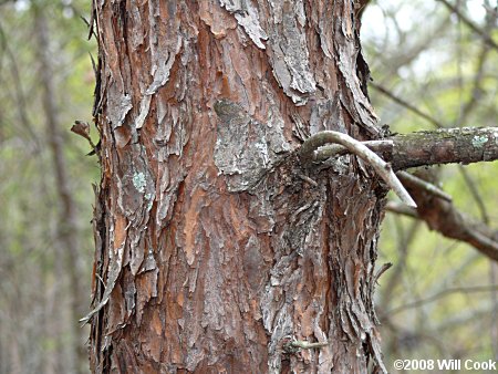 Virginia Pine (Pinus virginiana) bark