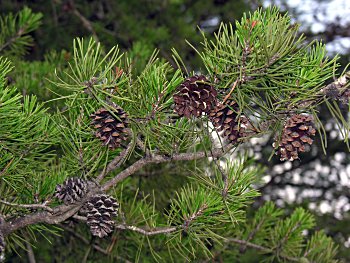 Virginia Pine (Pinus virginiana)