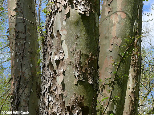 American Sycamore (Platanus occidentalis) bark