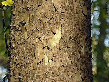 American Sycamore (Platanus occidentalis) bark