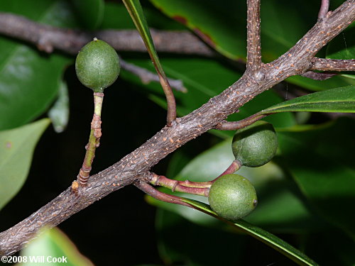 Carolina Laurelcherry (Prunus caroliniana) fruit