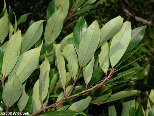 Carolina Laurelcherry (Prunus caroliniana) leaf underside
