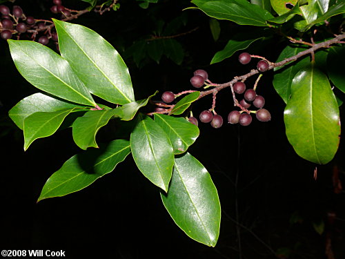 Carolina Laurelcherry (Prunus caroliniana) fruit