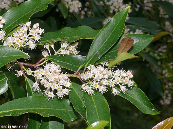 Carolina Laurelcherry (Prunus caroliniana) flowers