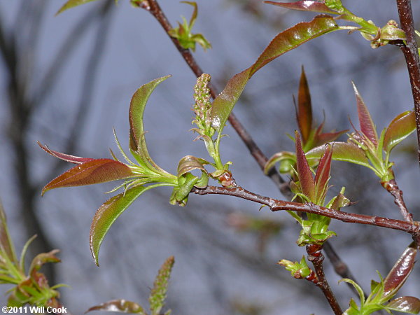 Black Cherry (Prunus serotina) flowers