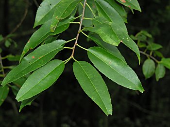 Black Cherry (Prunus serotina) leaves