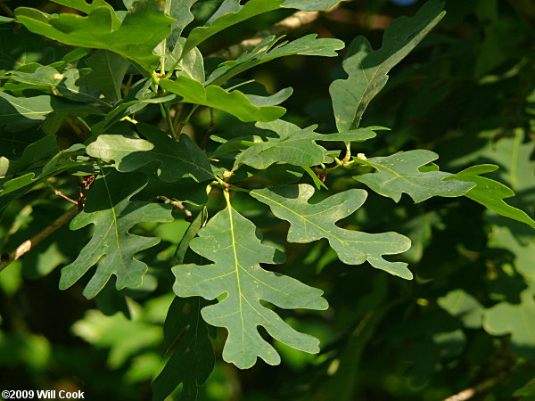 White Oak (Quercus alba) leaves