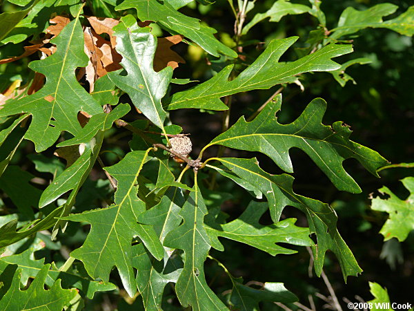 hybrid Quercus alba x Quercus lyrata