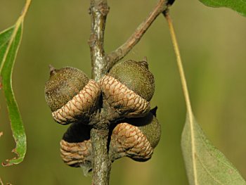 Southern Red Oak (Quercus falcata)