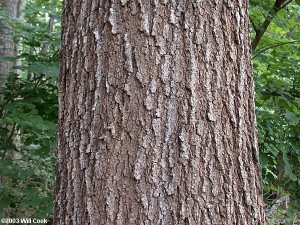 Southern Red Oak (Quercus falcata) bark