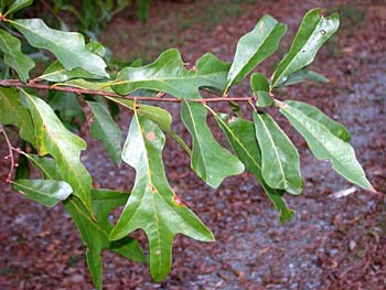 Oak hybrid (Quercus phellos x falcata)