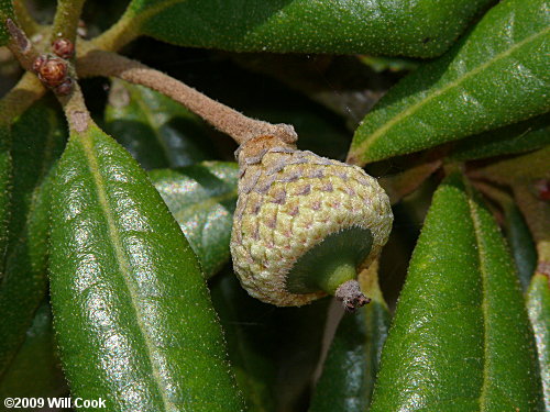 Sand Live Oak (Quercus geminata)