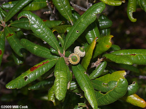 Sand Live Oak (Quercus geminata)