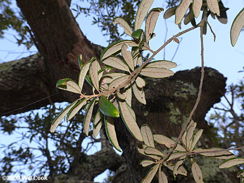 Sand Live Oak (Quercus geminata)