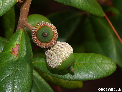 Sand Live Oak (Quercus geminata)