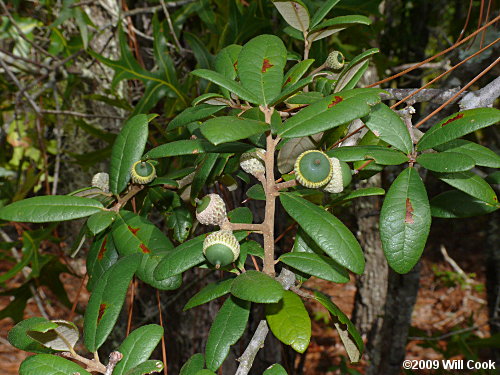 Sand Live Oak (Quercus geminata)