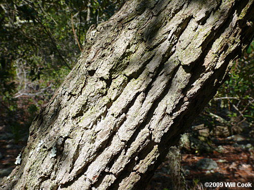 Sand Live Oak (Quercus geminata)