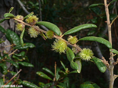 Sand Live Oak (Quercus geminata)