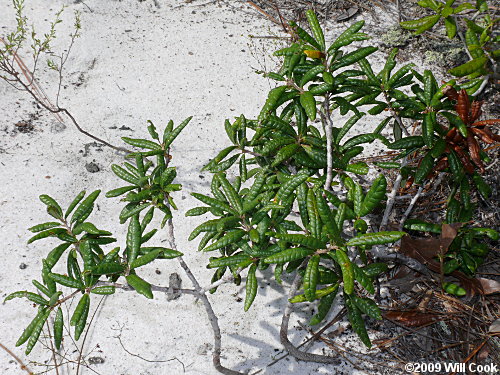 Sand Live Oak (Quercus geminata)