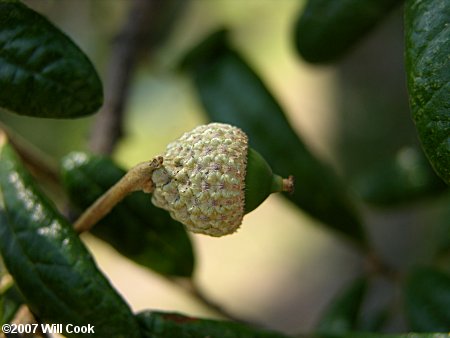 Sand Live Oak (Quercus geminata) acorn