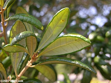 Sand Live Oak (Quercus geminata)