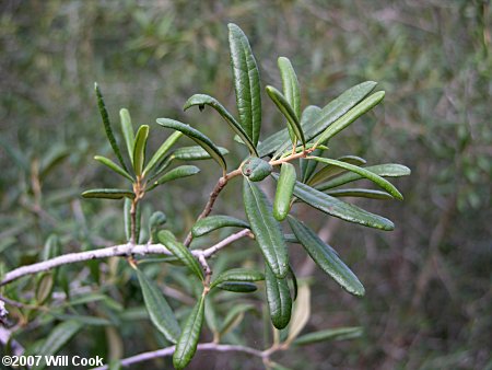 Sand Live Oak (Quercus geminata)