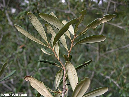 Sand Live Oak (Quercus geminata)