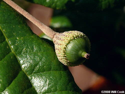 Sand Live Oak (Quercus geminata) acorn