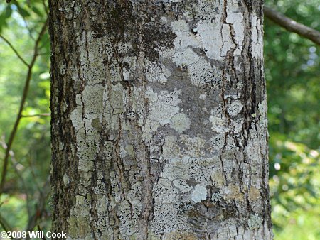 Sand Laurel Oak, Darlington Oak (Quercus hemisphaerica)