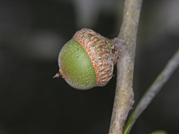 Laurel Oak (Quercus laurifolia) acorn
