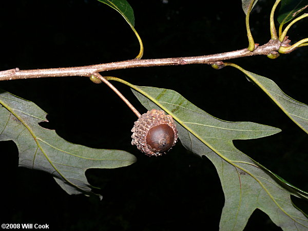 Overcup Oak (Quercus lyrata)