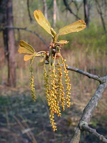 Blackjack Oak (Quercus marilandica) flowers