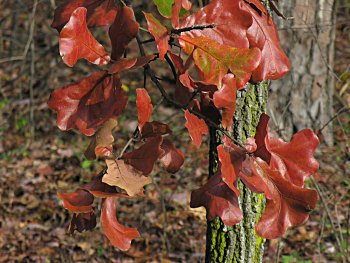 Blackjack Oak (Quercus marilandica)