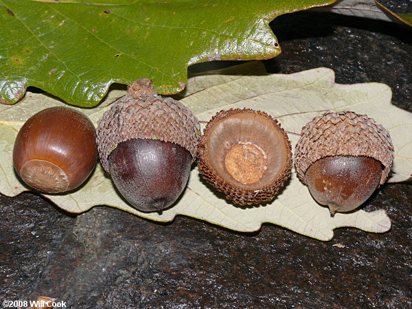 Swamp Chestnut Oak (Quercus michauxii) acorns
