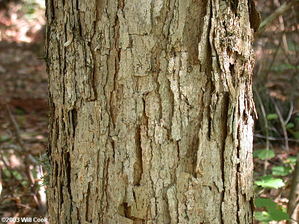 Swamp Chestnut Oak (Quercus michauxii) bark