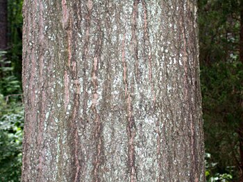 Water Oak (Quercus nigra)