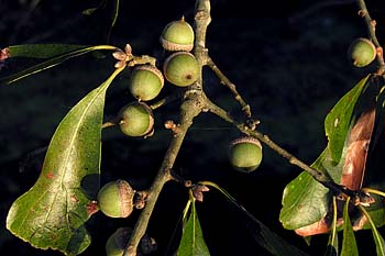 Water Oak (Quercus nigra) acorns