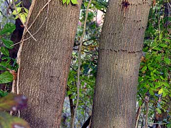Water Oak (Quercus nigra)