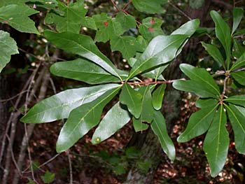 Oak hybrid (Quercus phellos x nigra)