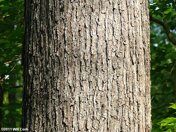 Cherrybark Oak (Quercus pagoda) bark